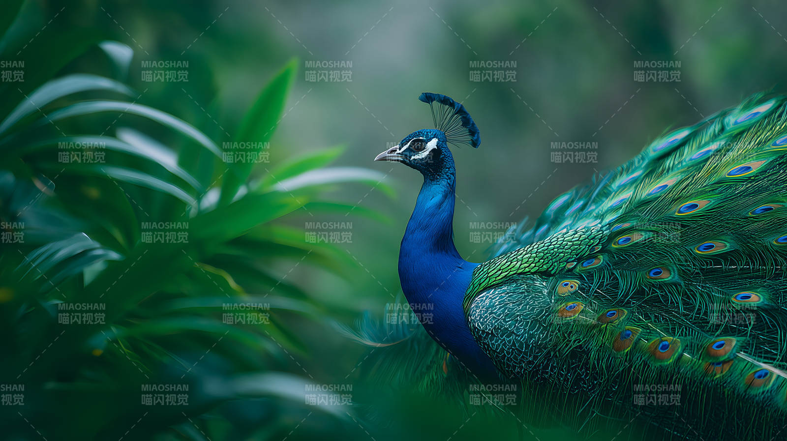 孔雀在绿植中展现美丽图片