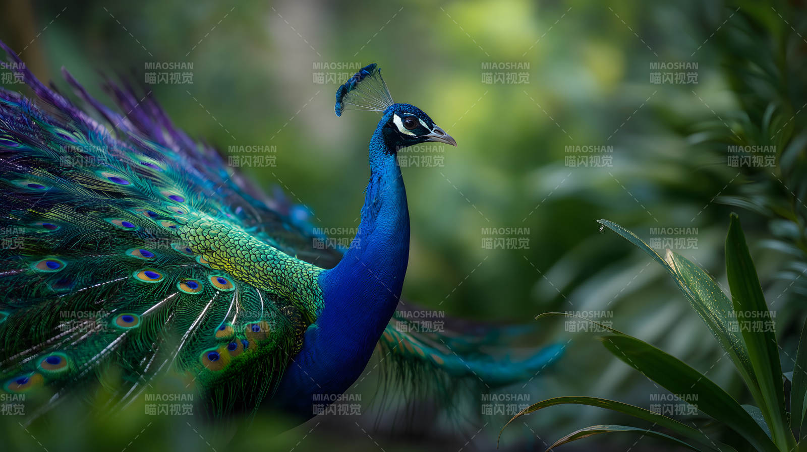 孔雀美丽图景图片