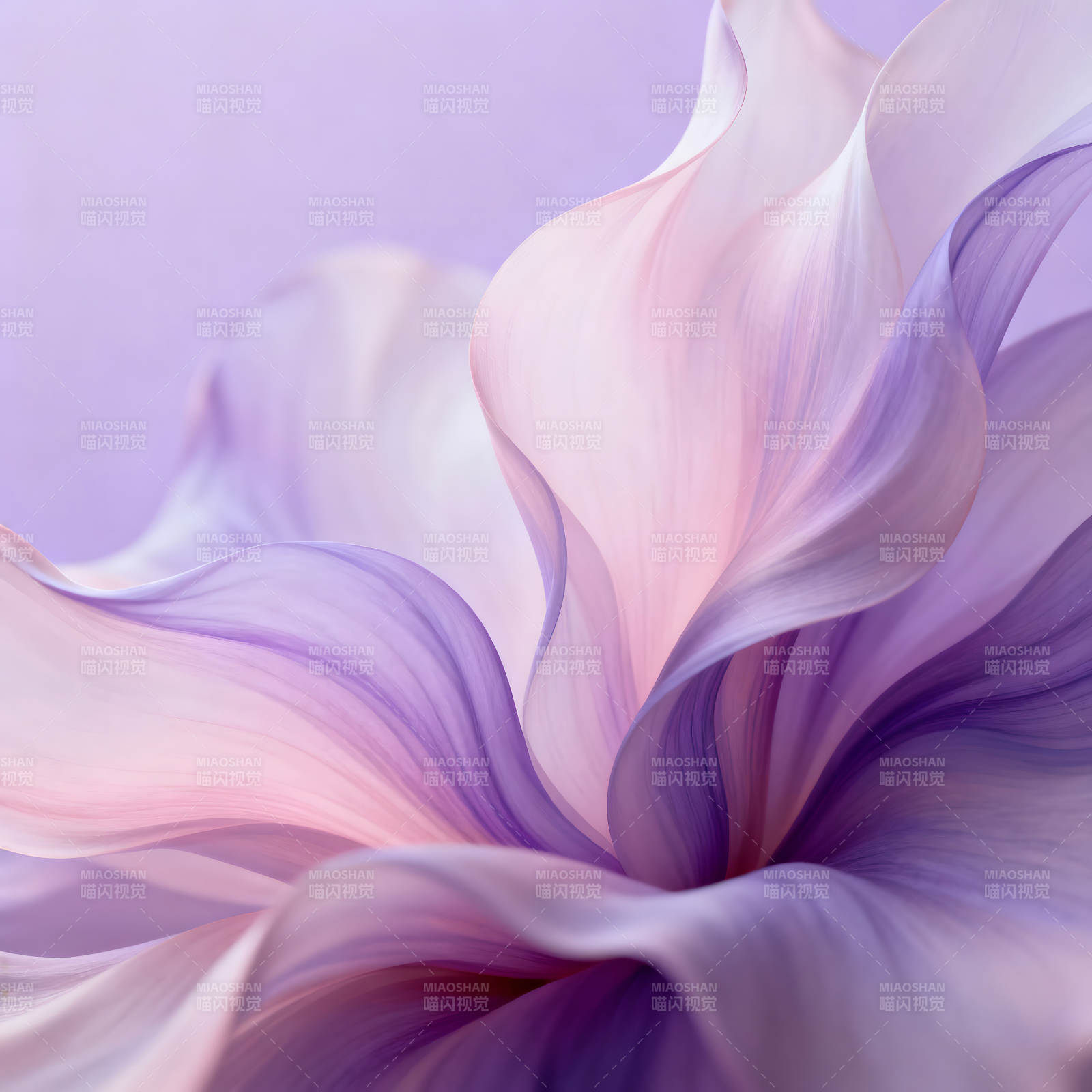 花朵的柔美特写浅色渐变图片