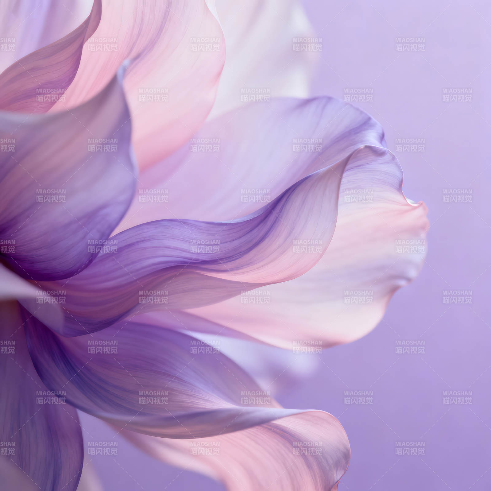 花瓣的柔美姿态图片