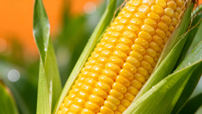 新鲜玉米特写晶莹剔透惹人爱图片
