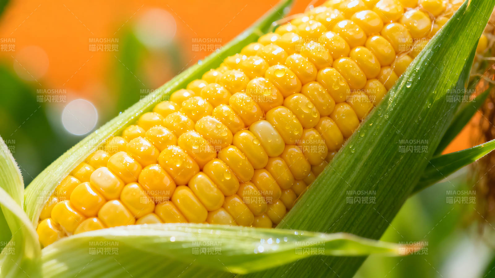 玉米特写饱满金黄晶莹剔透图片
