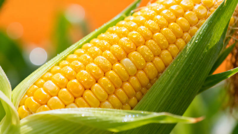 玉米特写饱满金黄晶莹剔透图片