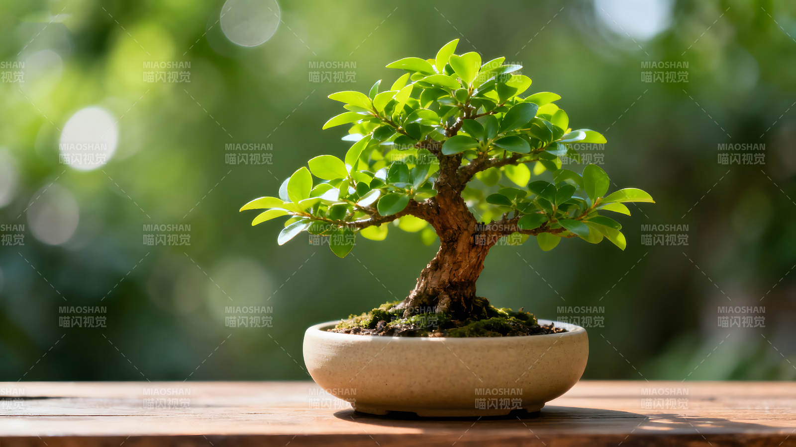 精致的盆栽植物在木桌上生长图片