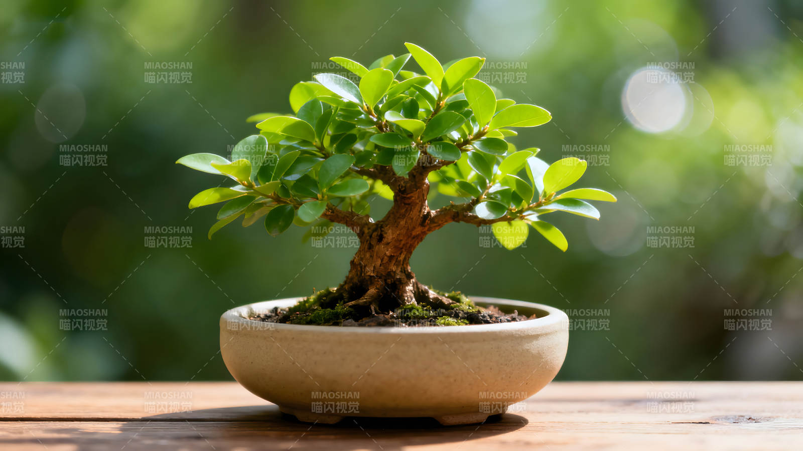 盆景树木在木桌上郁郁葱葱的景象图片