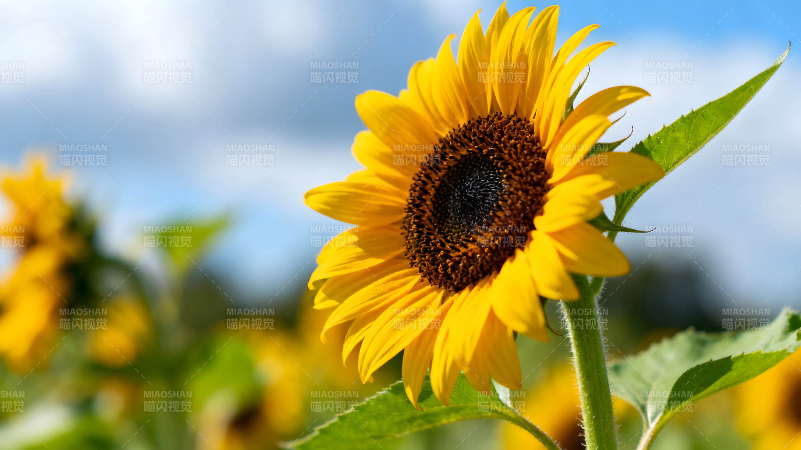 阳光下的向日葵盛开图片