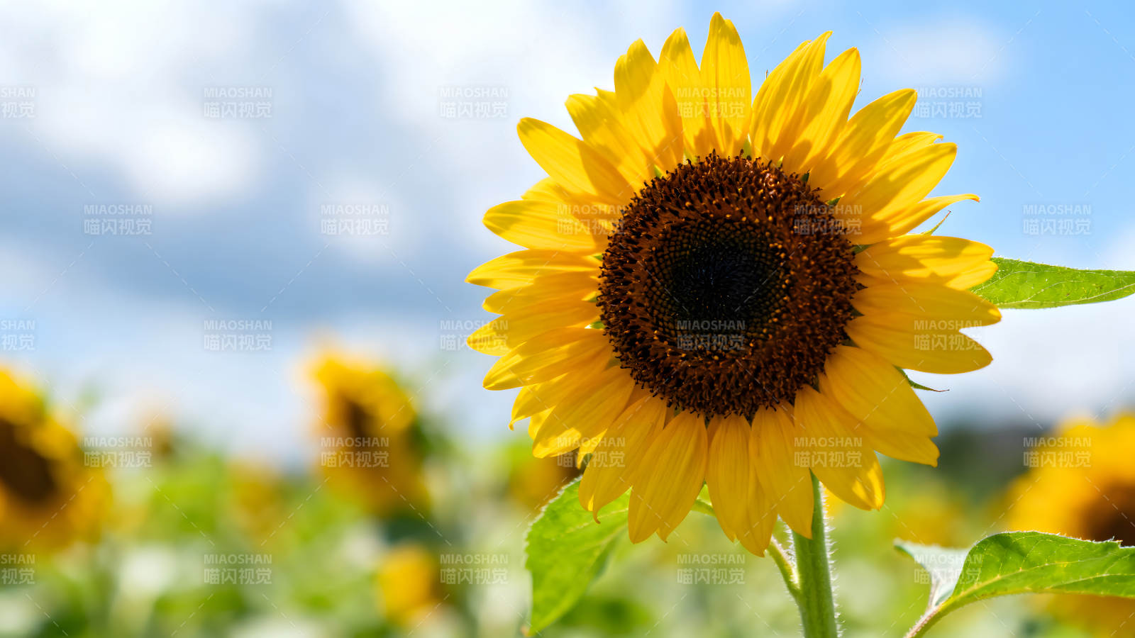 阳光下的向日葵花田图片