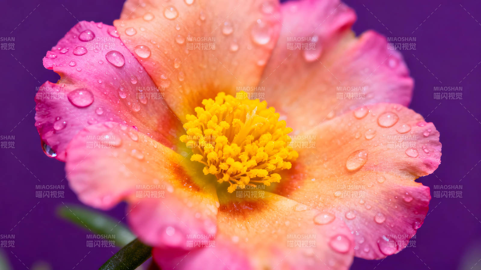 粉色花瓣上的水珠特写图片