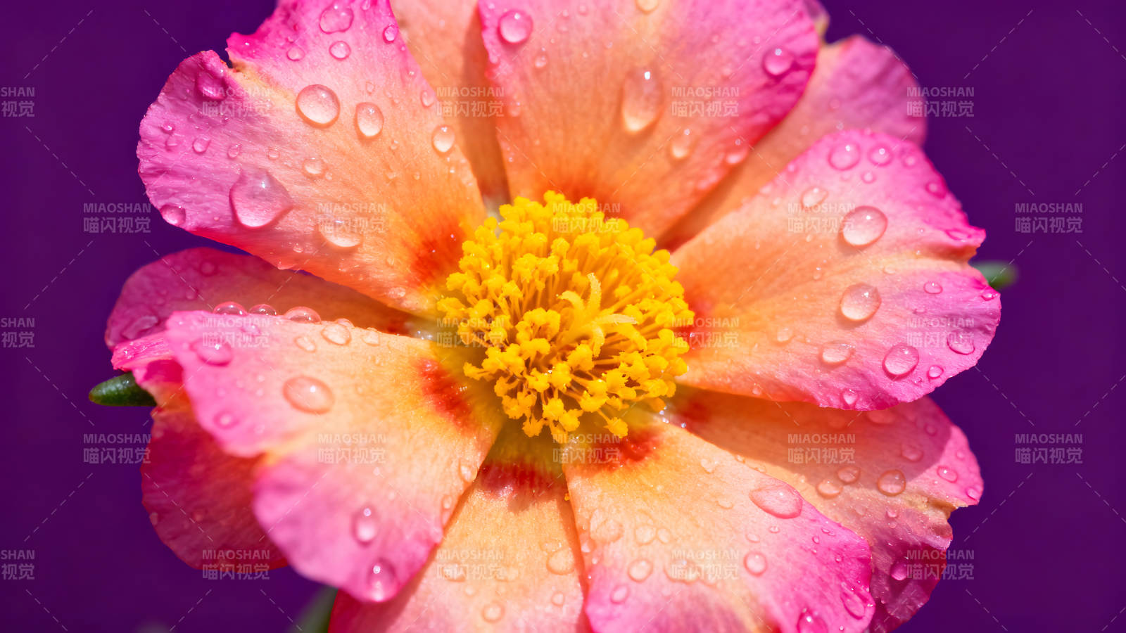 花朵特写水珠晶莹色彩鲜艳图片