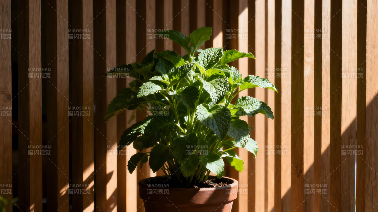 植物盆栽阳光照耀木质背景图片