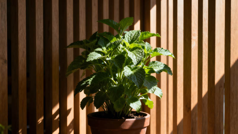 植物盆栽阳光照耀木质背景图片