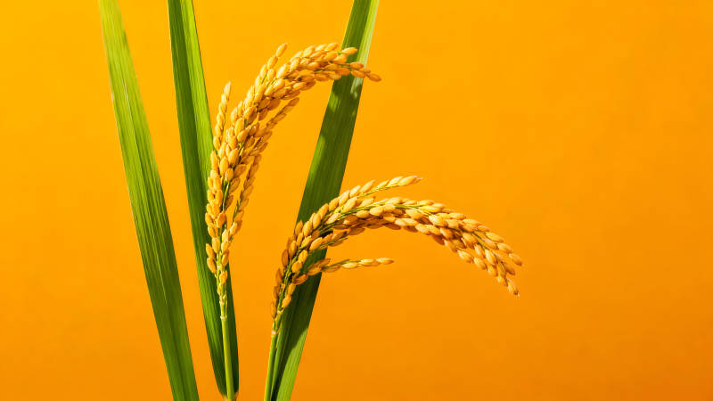 金黄稻穗衬托翠绿稻叶图片