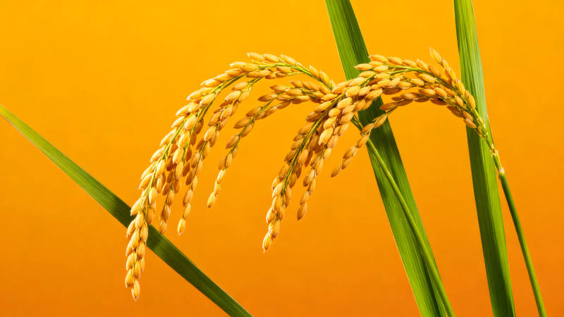 金黄稻穗与翠绿叶片在橙色背景下图片