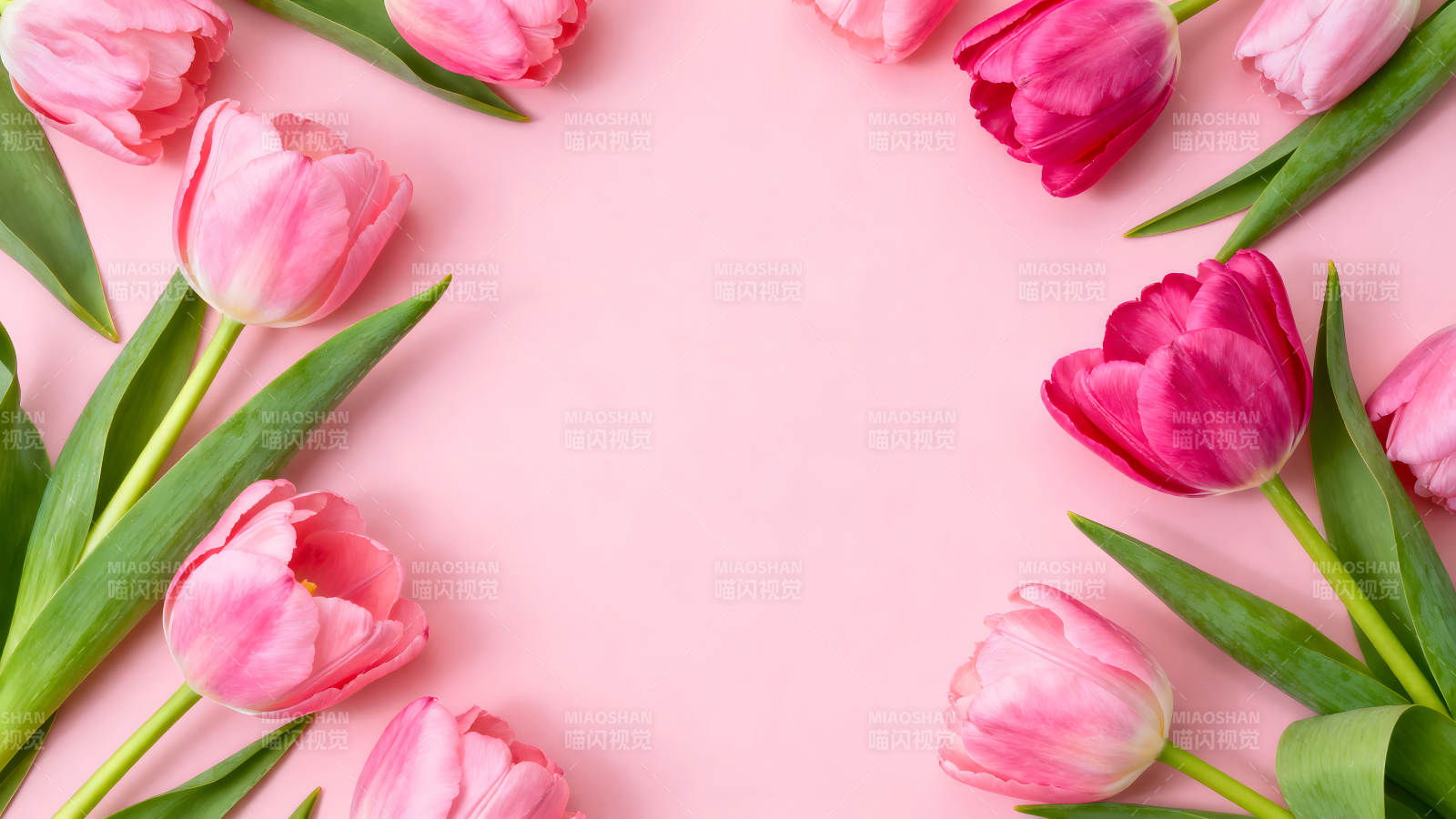 粉色郁金香装饰粉色背景图片