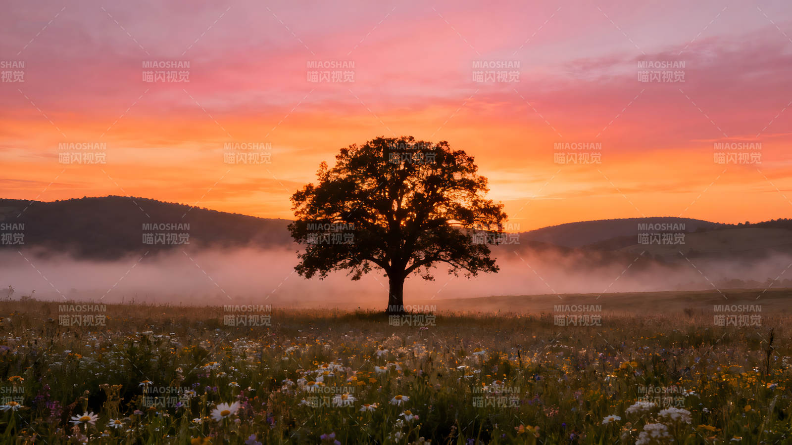 日出树木田野美景图片