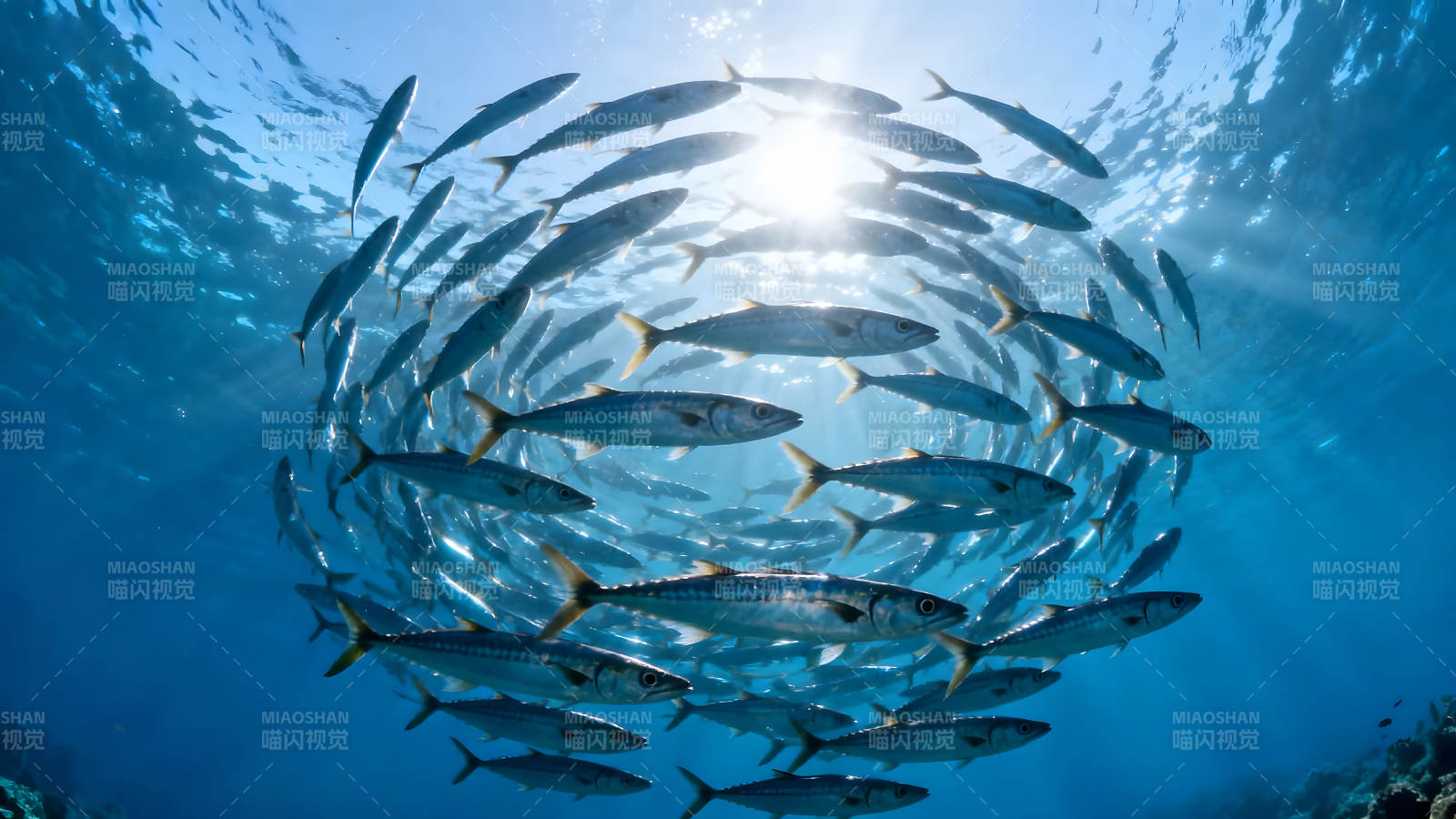 海底鱼群游动阳光普照图片