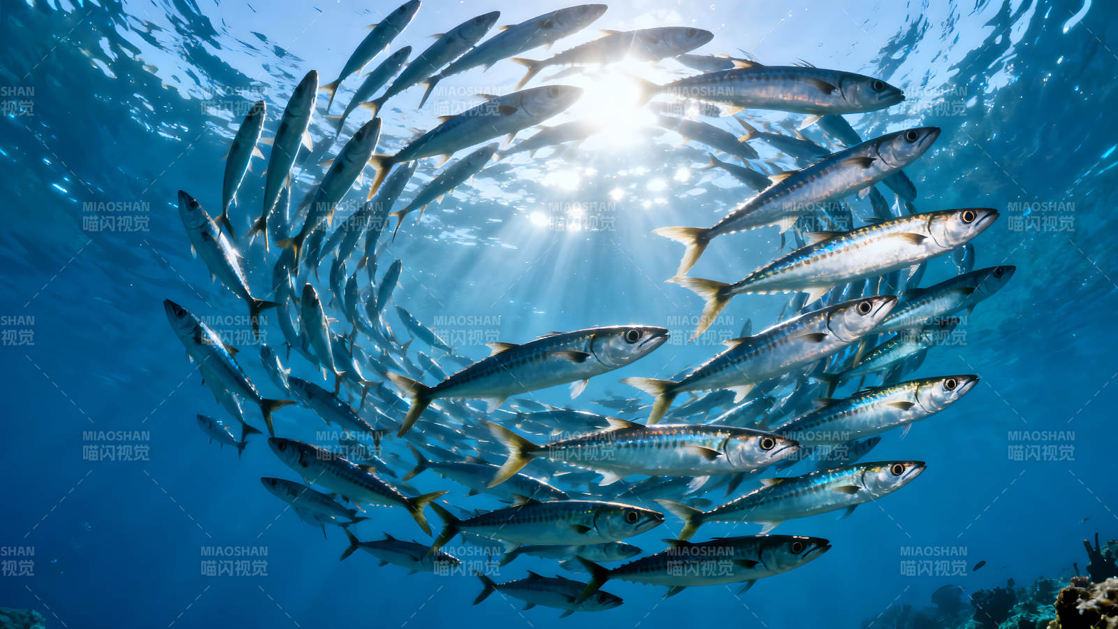 鱼群环绕太阳光线构成美丽的画面图片