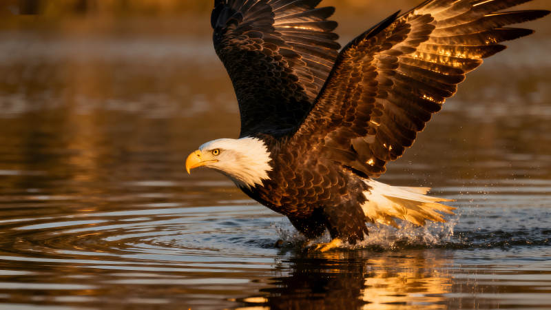 雄鹰捕食瞬间展翅翱翔图片