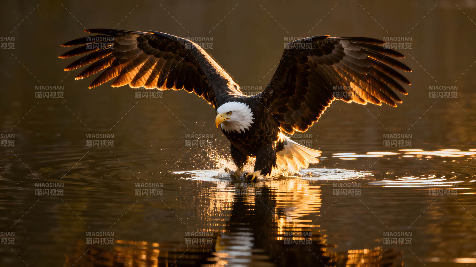 雄鹰掠水而过阳光洒满羽翼图片