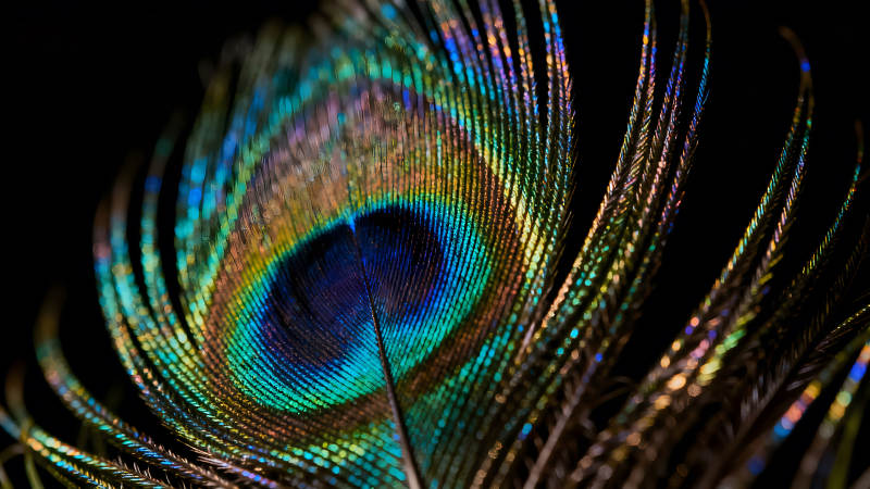 孔雀羽毛特写绚丽色彩绽放图片