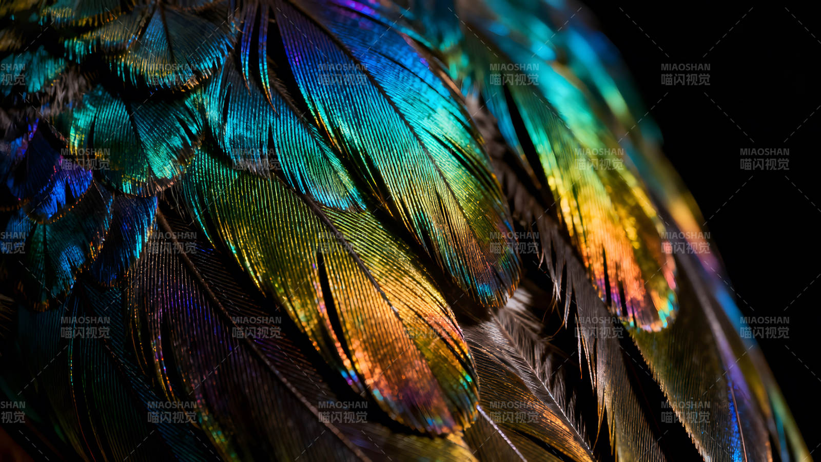 羽毛特写色彩斑斓光影流动图片
