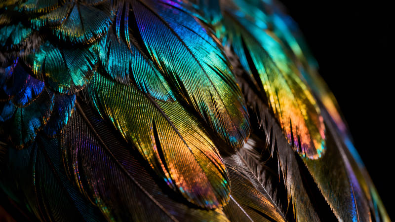 羽毛特写色彩斑斓光影流动图片