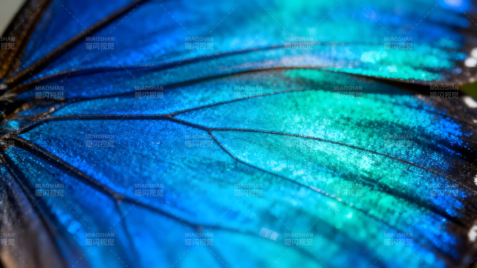 蓝色蝴蝶翅膀的微观世界图片