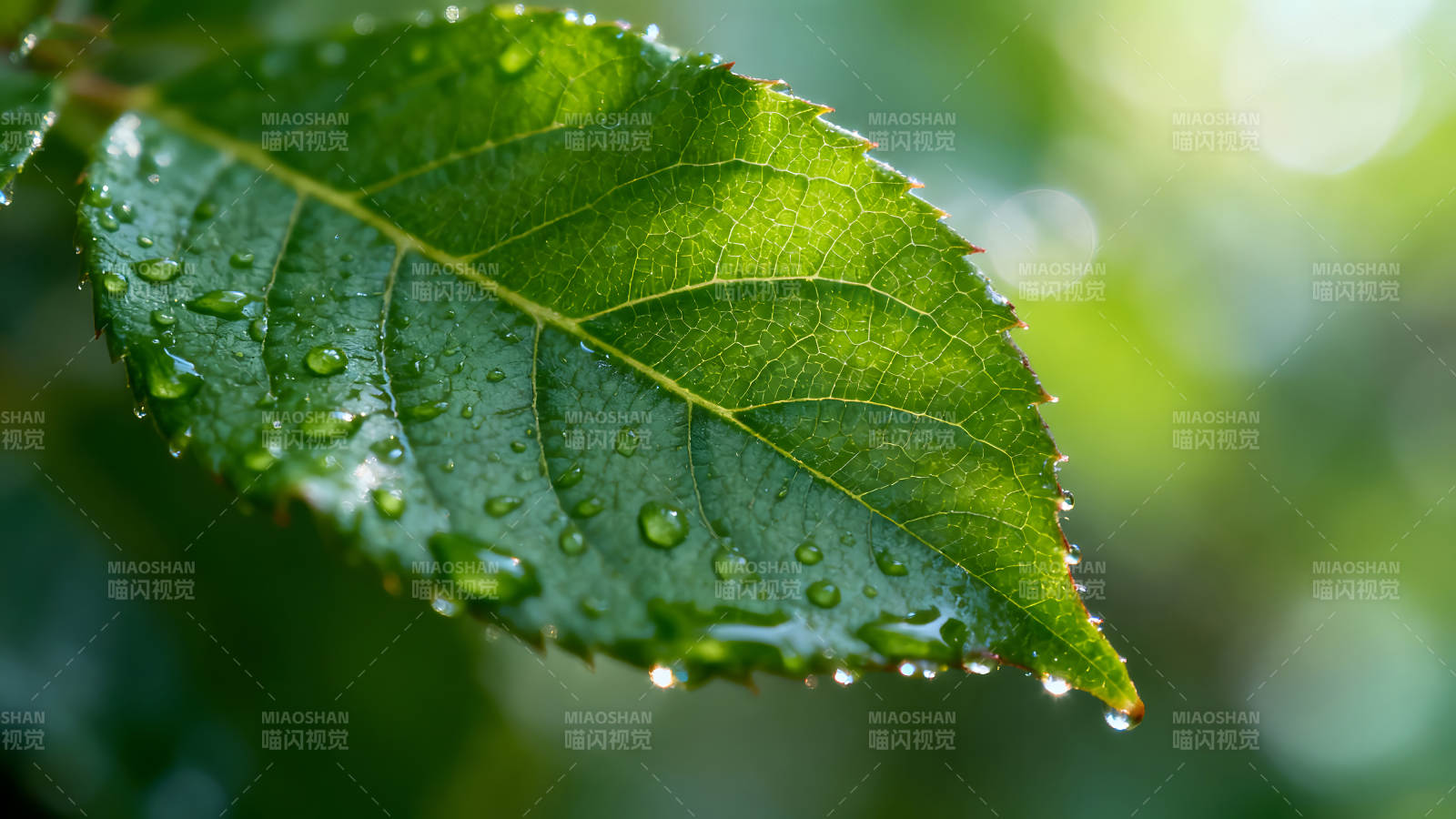 绿叶上的水珠晶莹剔透图片