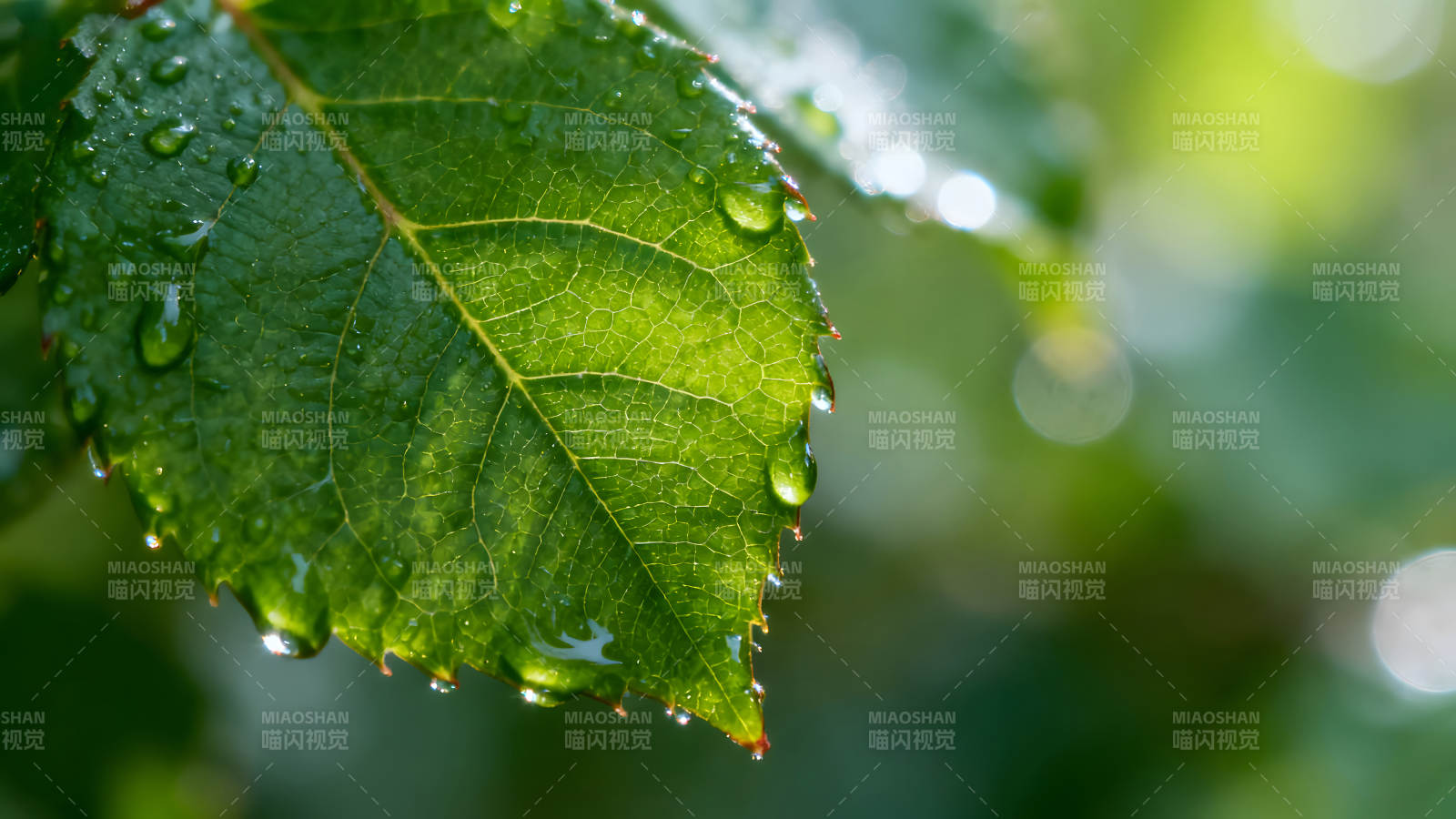 雨滴翠绿叶片特写光影交织自然之美图片
