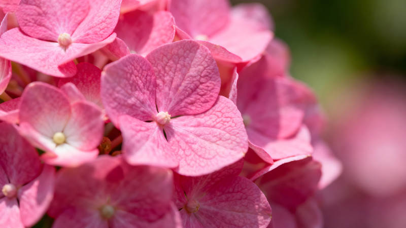 粉色绣球花特写阳光下盛开的花朵图片