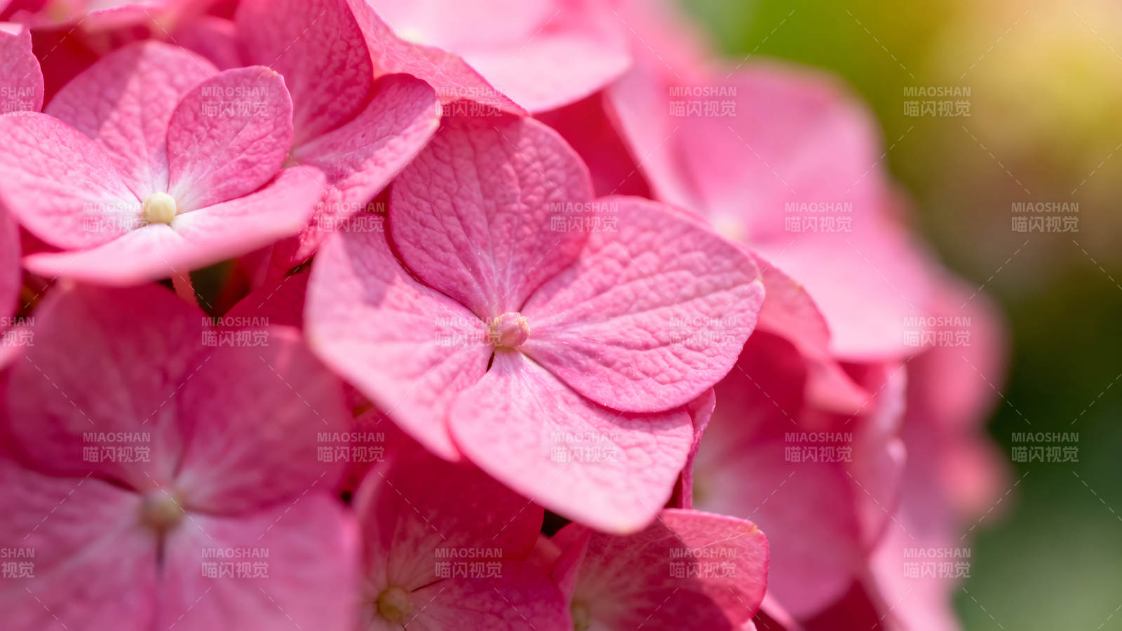 粉色绣球花特写细节展示图片