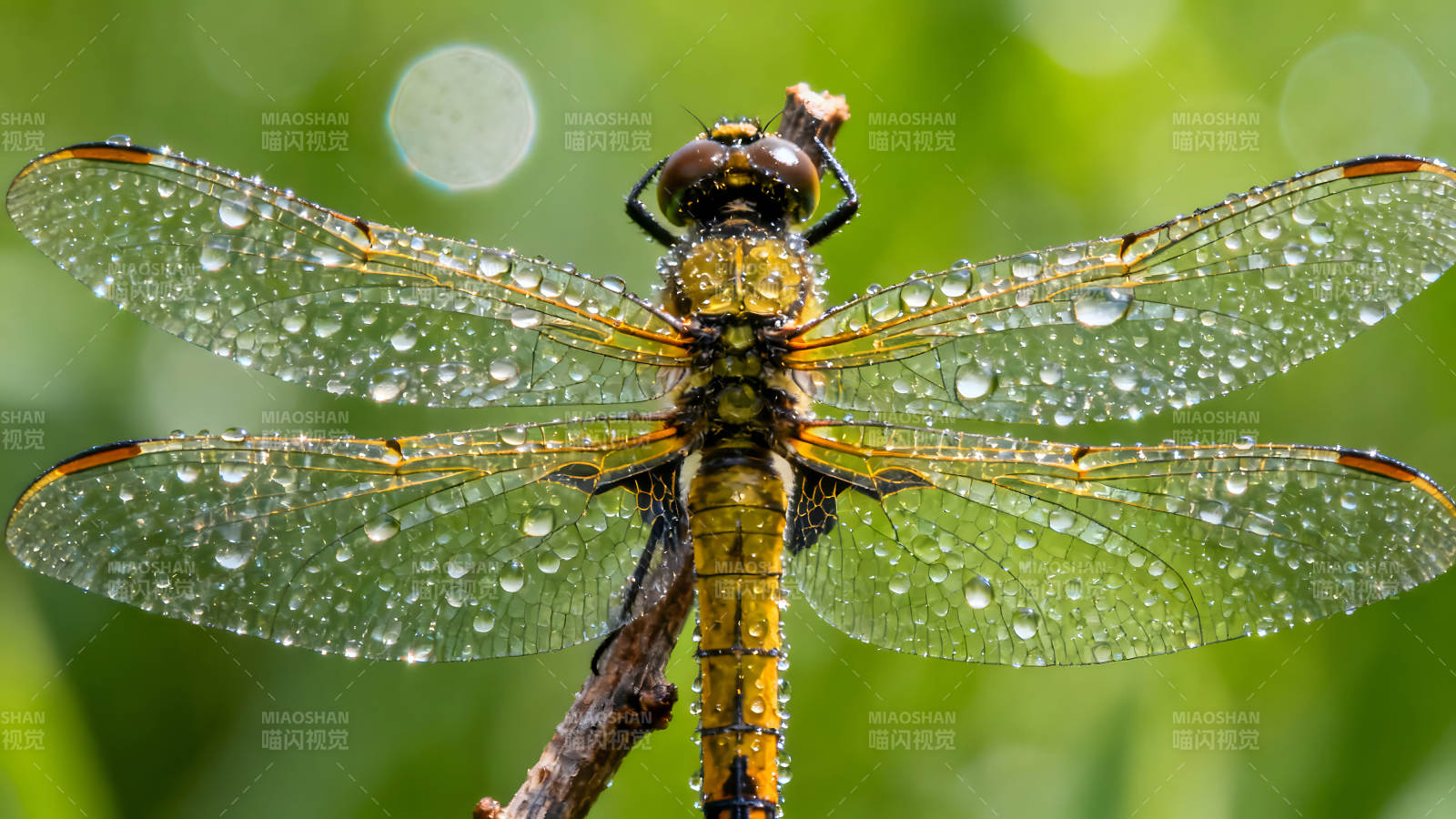 一只沾满水珠的蜻蜓停在树枝上图片