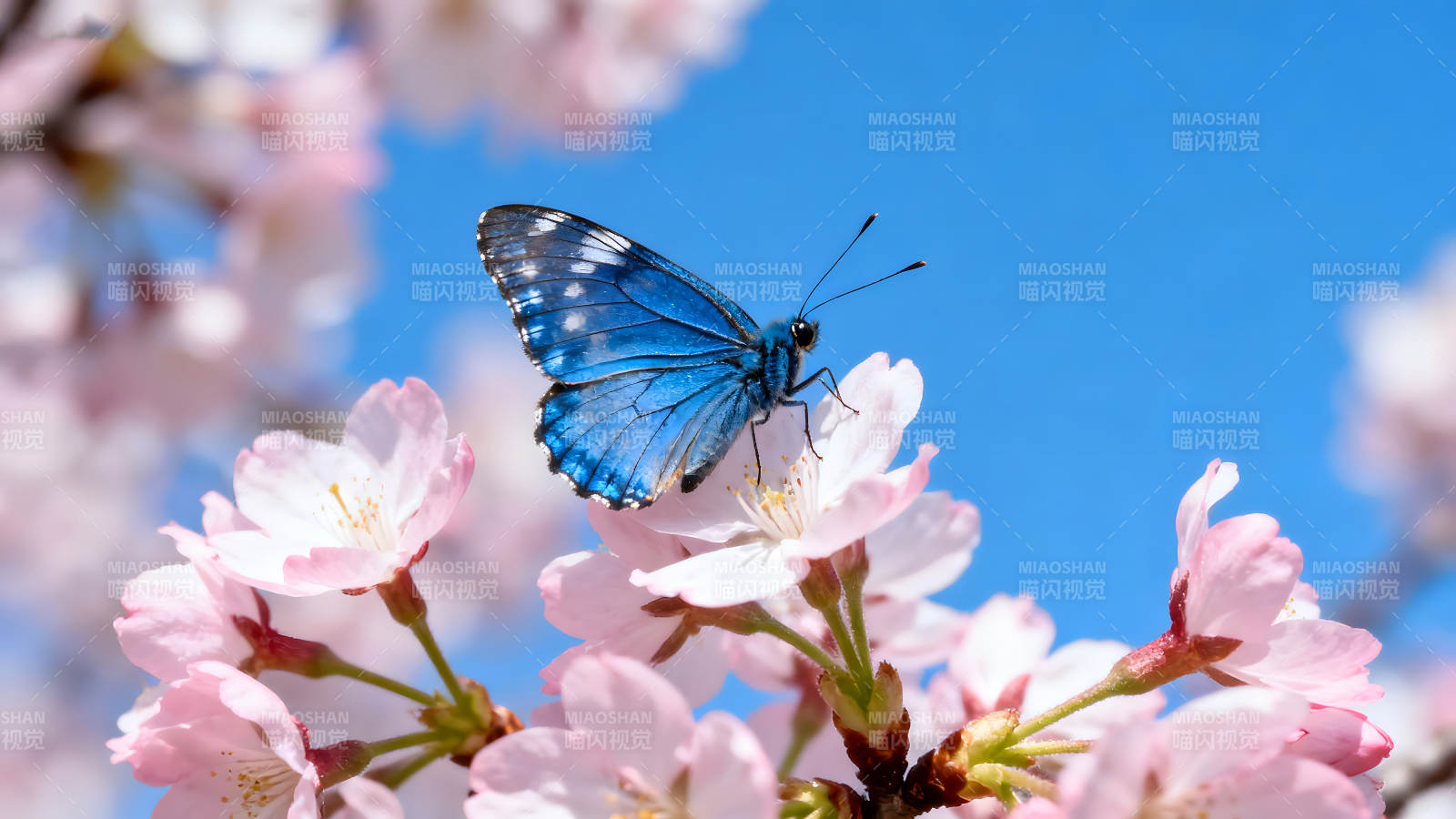 蓝蝴蝶停在樱花上赏心悦目图片