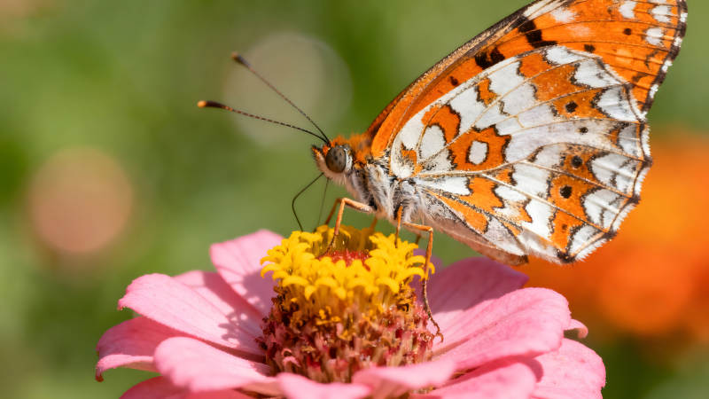 蝴蝶花朵上的特写镜头细节丰富色彩鲜艳图片