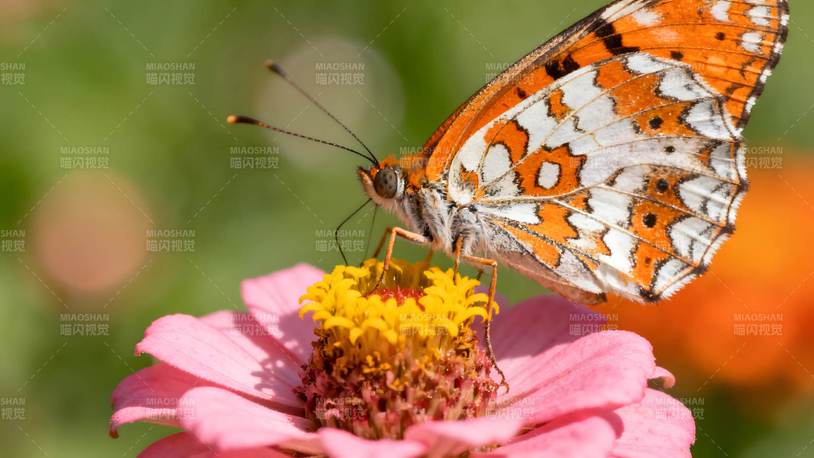 蝴蝶花朵上的特写镜头细节丰富色彩鲜艳图片