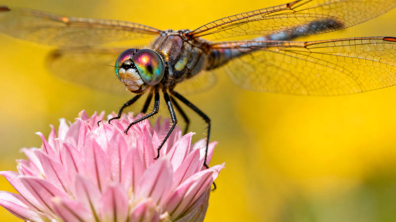 蜻蜓栖息粉色花朵背景是黄色图片