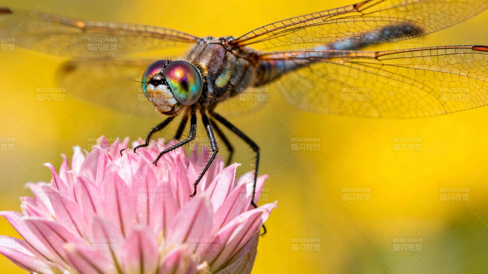 蜻蜓栖息粉色花朵背景是黄色图片