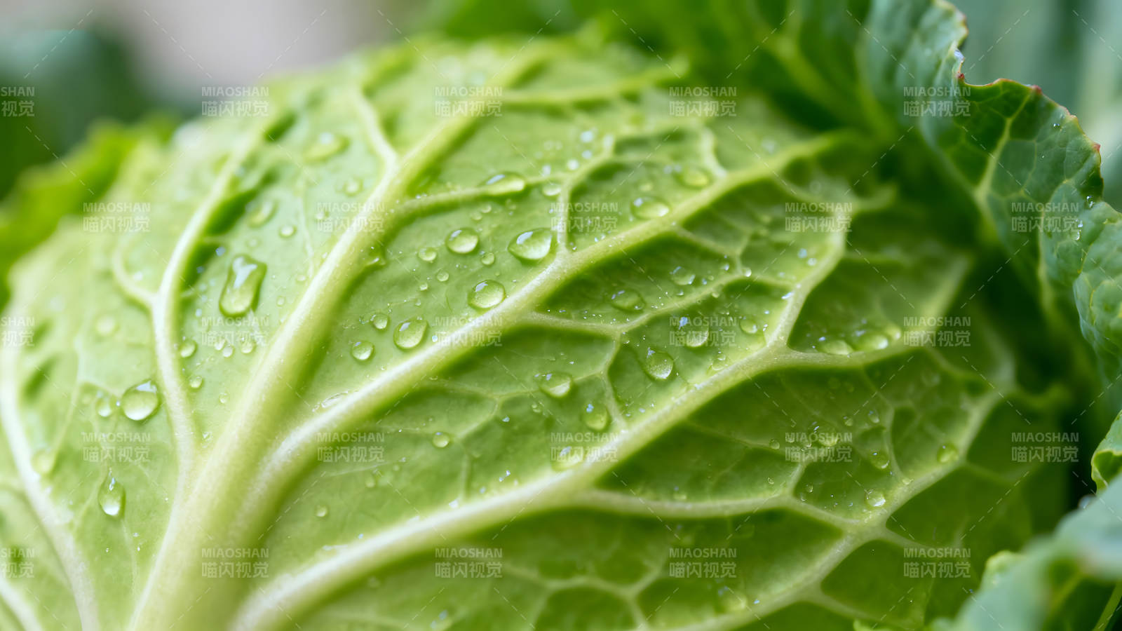 翠绿叶片沾满水珠清新自然细节纹理图片