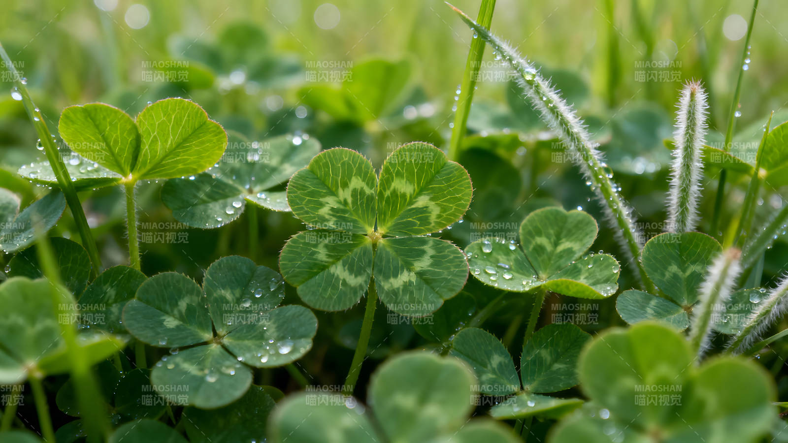 雨水打湿的四叶草生长在草地上图片
