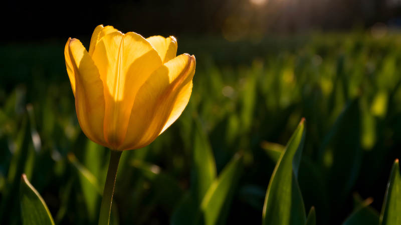 阳光下盛开的黄色郁金香图片