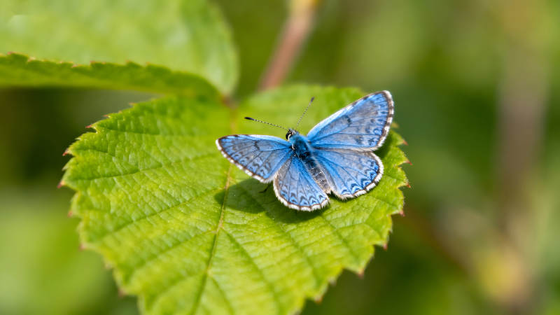 蓝色蝴蝶停在绿叶上图片