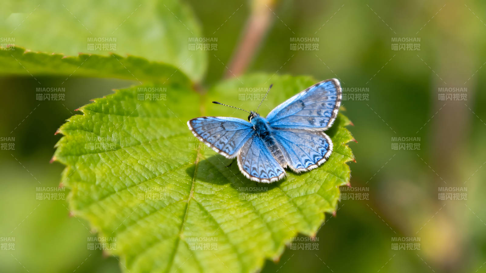 蓝色蝴蝶停在绿叶上图片