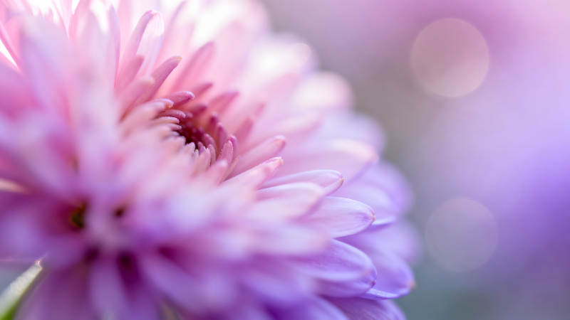 粉色花朵特写柔和梦幻的视觉效果图片