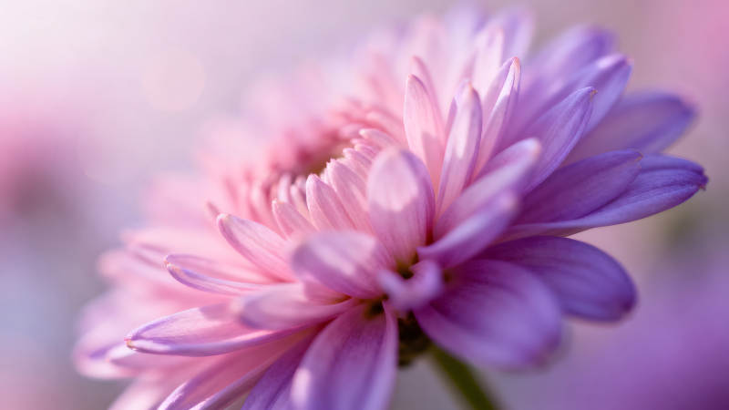 粉色紫色的花朵特写照片图片