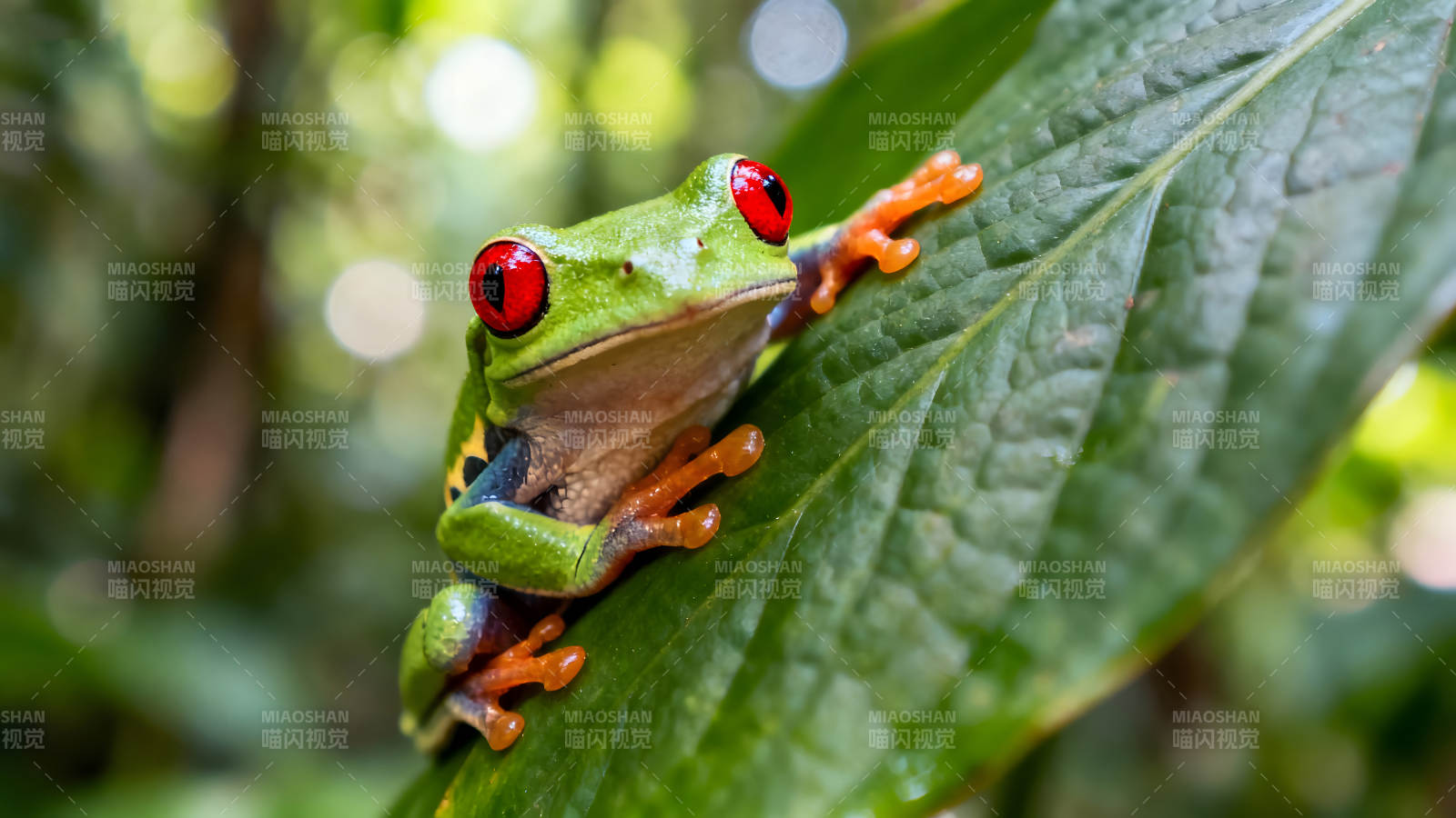 红眼树蛙栖息在绿叶上图片