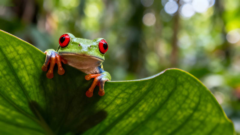 红眼树蛙栖息在绿叶上图片