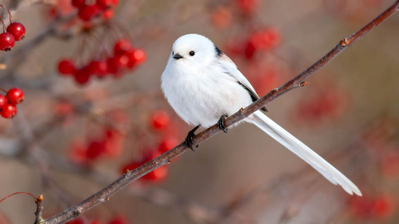 白色小鸟栖息树枝红色果实背景图片