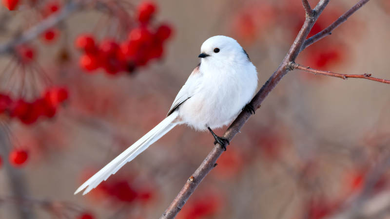 雪地白羽鸟栖枝头红果点缀图片