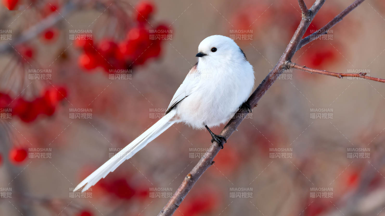 雪地白羽鸟栖枝头红果点缀图片