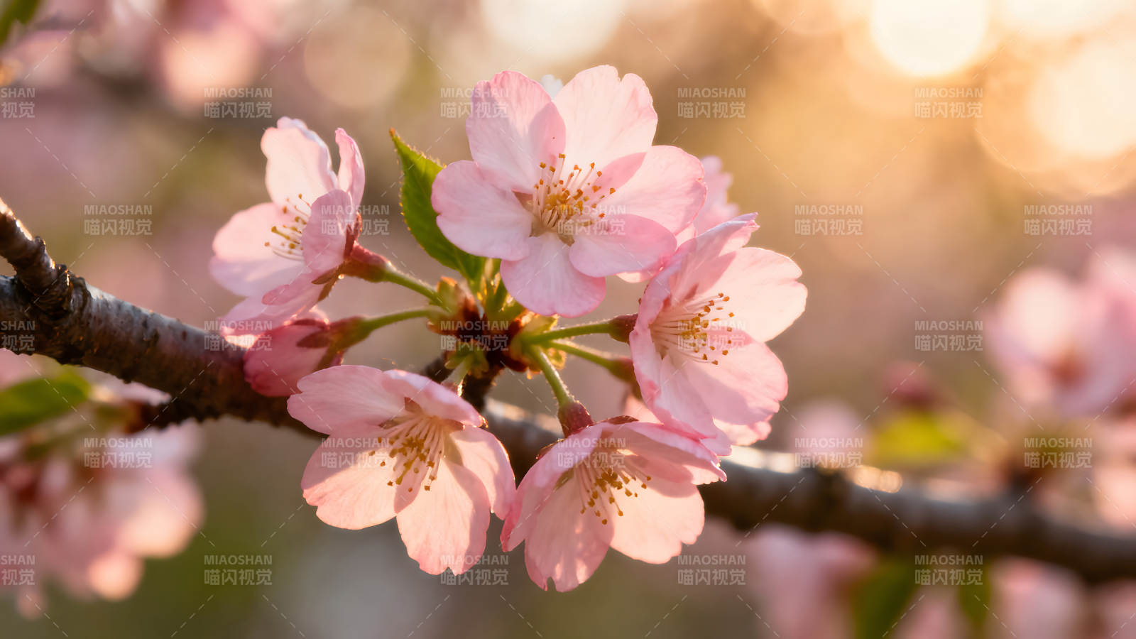 粉色樱花在阳光下绽放图片